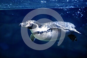 Blue underwater Penguin swimming under water surfa