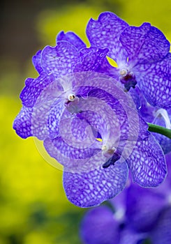 Blue vanda orchid flower