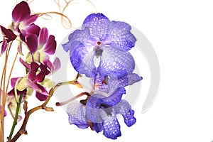 Blue vanda orchid on white