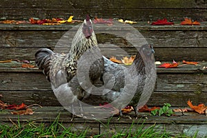 A blue variant of a hen of the breed Hedemora, in autumn.