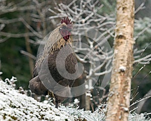 blue variant of a rooster of the breed Hedemora, in winterland
