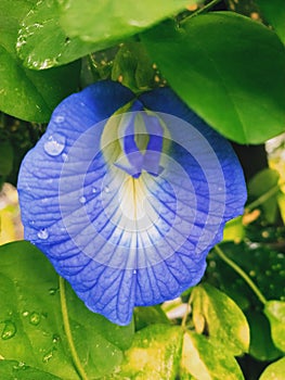 A blue variety of the pea Clitoria