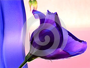 Blue vase and blue flower in pink background