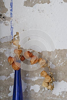 Blue vase with dried flowers against the background of an old wall