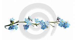 Blue vase is filled with small, delicate flower. The flower has five petals and appears to be in full bloom. It stands