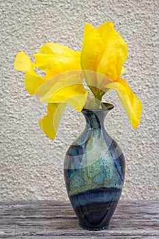 Blue vase with yellow iris. The vase stands on a wooden table on a background of beige wall.