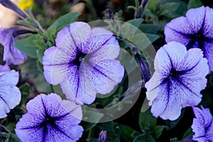 Blue Vein Petunia, Petunia atkinsoniana `Blue Vein`