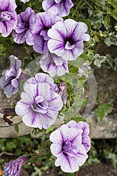 Blue Vein Petunias in bloom Petunia Surfinia