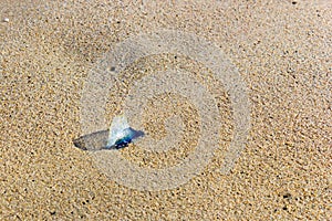 Blue Velella-Velella on Sand