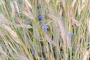 Blu velluto non lo sa O fiore pieno fiorire grano 