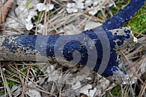 Blue Velvet Spread Fungus on a Dead Log