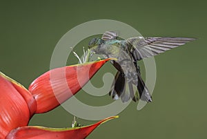 Blue-vented Hummingbird - Saucerottia hoffmanni