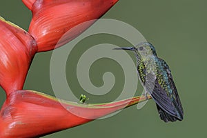 Blue-vented Hummingbird - Saucerottia hoffmanni