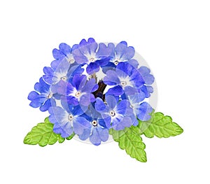 Blue verbena flowers and leaves