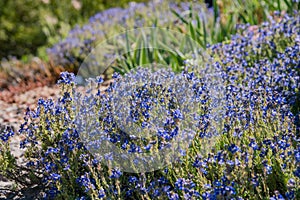 Blue Veronica cinera, Ash Colored Speedwell blossom