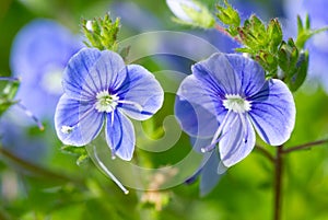 Blue Veronica flowers bloom