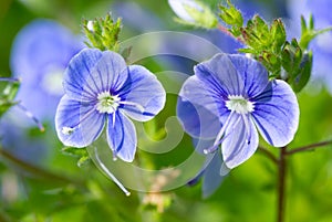 Blue Veronica flowers bloom photo