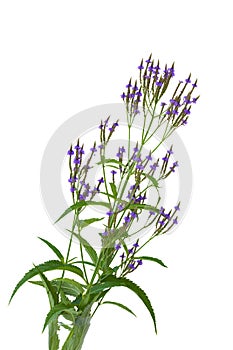 Blue Vervain