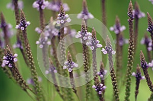 Blue Vervain Flowers