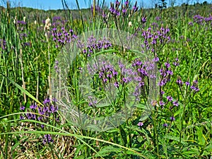 Blue Vervain Plant With Cattails and Bee