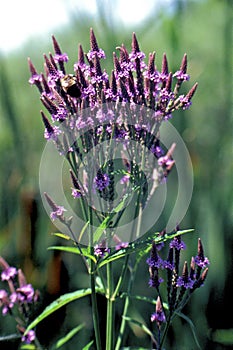 Blue Vervain  7051