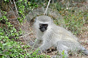 Blue Vervet monkey