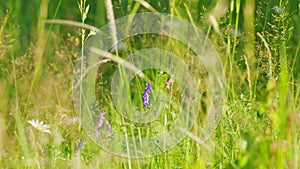Blue vetch. Vicia cracca. Wild vetch in summer. Occurs on other continents as an introduced species, including north
