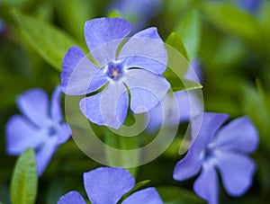 Blue vinca flowers