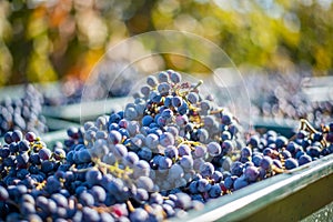 Blue vine grapes. Grapes for making red wine in the harvesting crate. Detailed view of a grape vines in a vineyard in autumn,