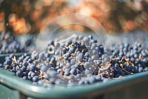 Blue vine grapes. Grapes for making red wine in the harvesting crate. Detailed view of a grape vines in a vineyard in autumn,