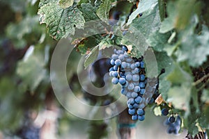 Blue vine grapes in the vineyard. Cabernet Franc grapes for making red wine in the harvesting