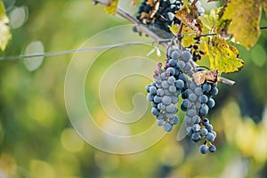 Blue vine grapes in the vineyard. Cabernet Franc grapes for making red wine in the harvesting