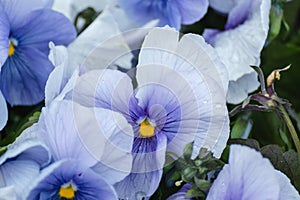 Blue Viola Cornuta pansy flowers blossom