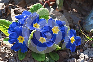 Blue Viola flower in nature, closeup photography in spring