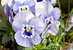 Blue viola flowers, spring blossom in garden