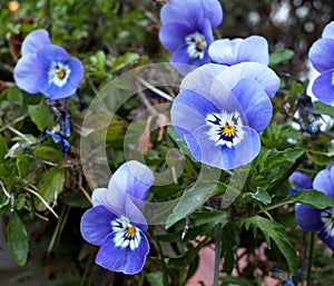 Blue Violas Or Pansies In Bloom photo