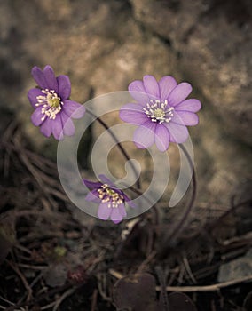 Blue violet anemone flower growing in a stone wall