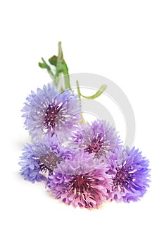 Blueviolet cornflower on white vertical background