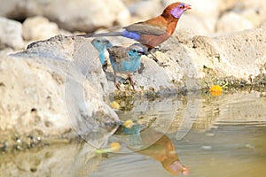 Blue and Violet-eared Waxbills - Cute Beauty Bird Background from Africa