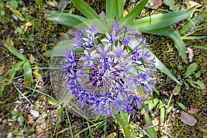 Blue - violet flowers of Oncostema Peruviana, Peruvian jacinth, Scilla peruviana, the Portuguese squill, is a species of Scilla