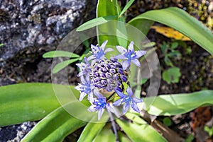 Blue - violet flowers of Oncostema Peruviana, Peruvian jacinth, Scilla peruviana, the Portuguese squill, is a species of Scilla