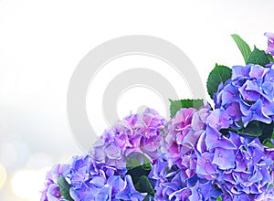 Blue and violet hortensia flowers