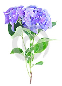 Blue and violet hortensia flowers