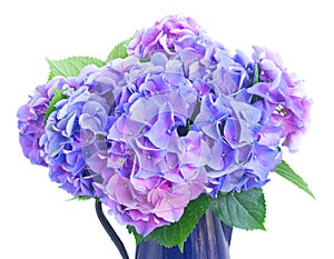 Blue and violet hortensia flowers