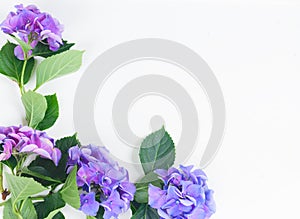 Blue and violet hortensia flowers