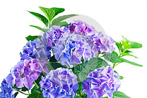 Blue and violet hortensia flowers