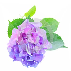 Blue and violet hortensia flowers