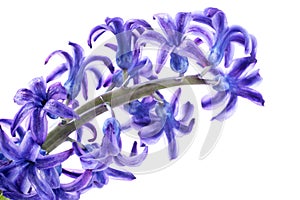 Blue-violet hyacinth