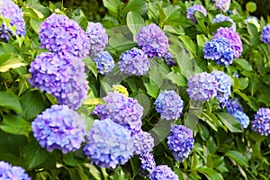 Blue and violet hydrangea flowers