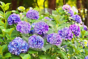 Blue and violet hydrangea flowers